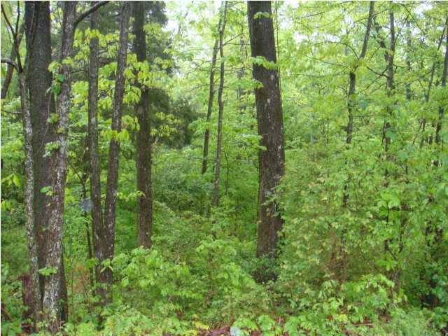 2351 Little Bend Road Signal Mountain, TN 37377 - Photo 3 of 6 Additional Photo