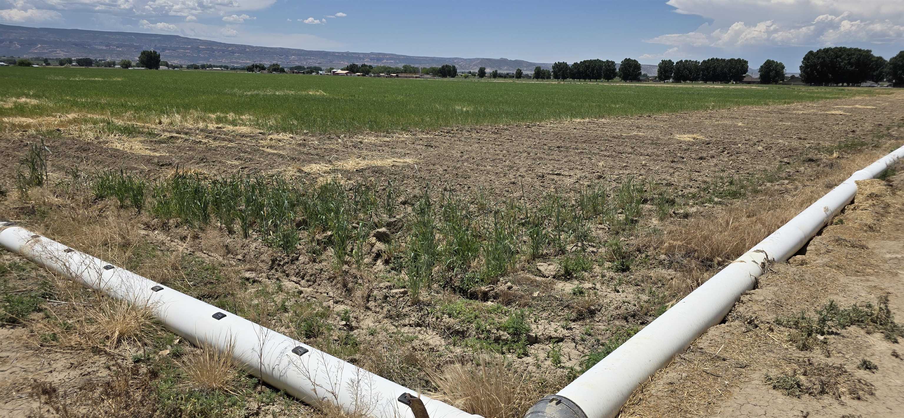 Tbd P Road Loma, CO 81524 - Photo 13 of 20 a view of a field with an ocean