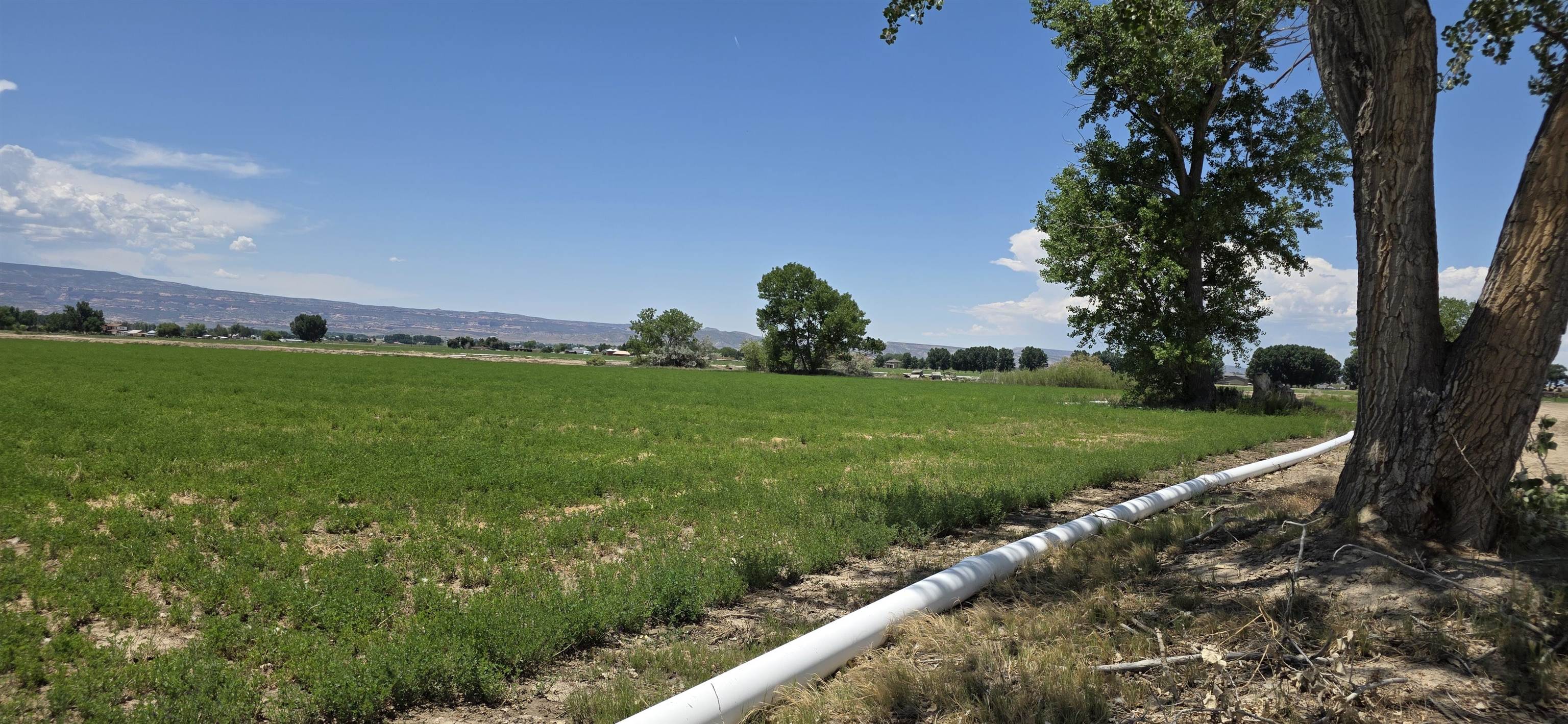 Tbd P Road Loma, CO 81524 - Photo 17 of 20 a view of a field with grass and a tree