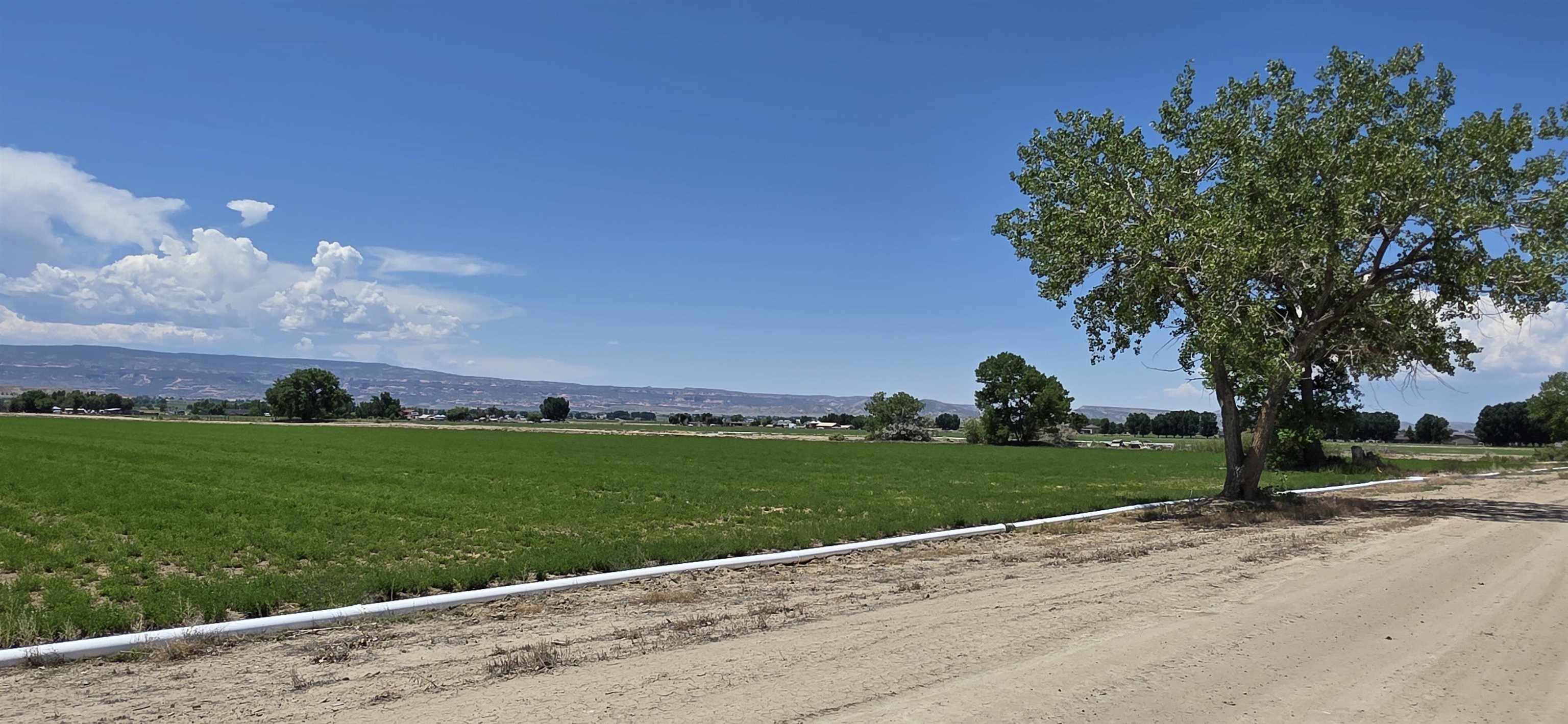 Tbd P Road Loma, CO 81524 - Photo 19 of 20 a view of a park with a tree in the background