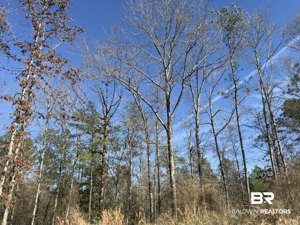 0 Private Road Citronelle, AL 36522 - Photo 5 of 27