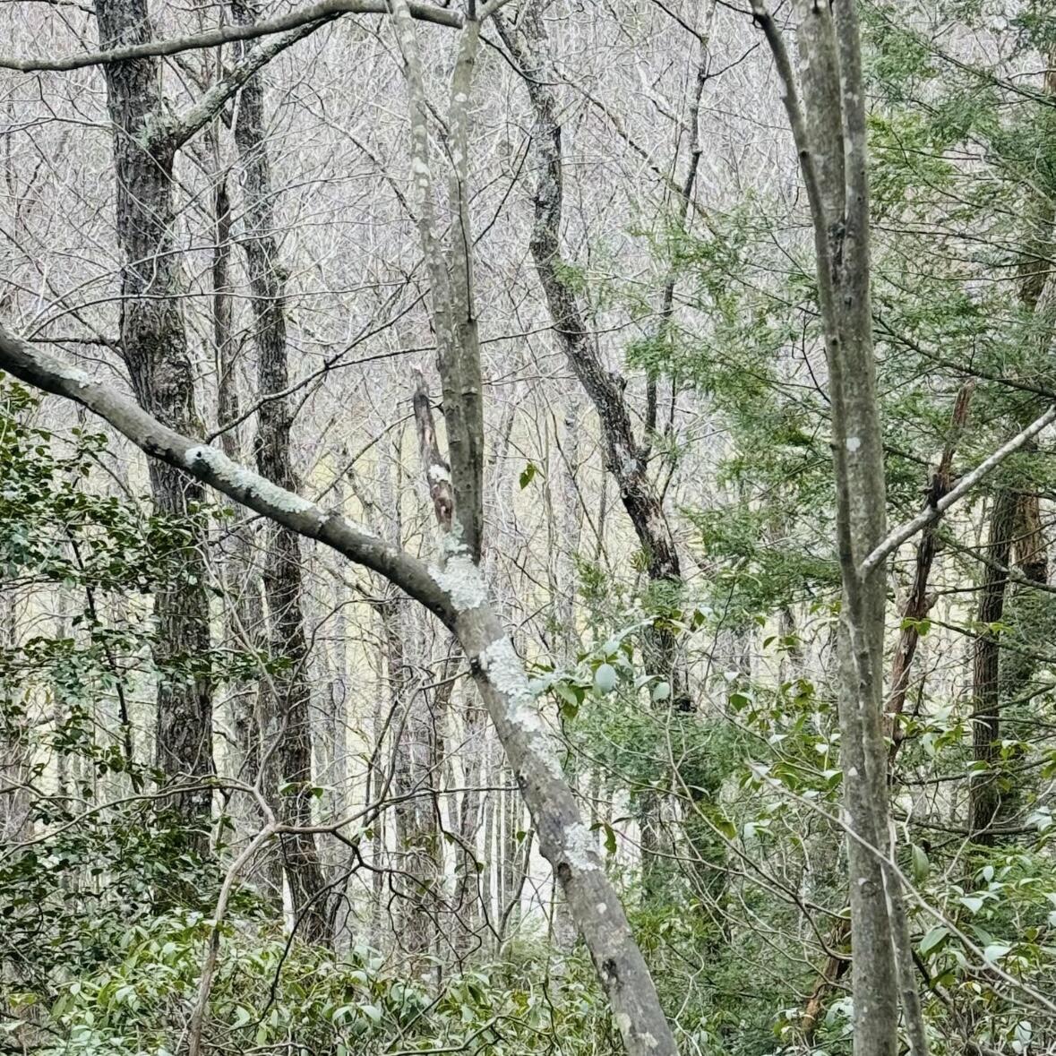 0 Sandy Hills Road Corbin, KY 40701 - Photo 2 of 7 IMG_3759