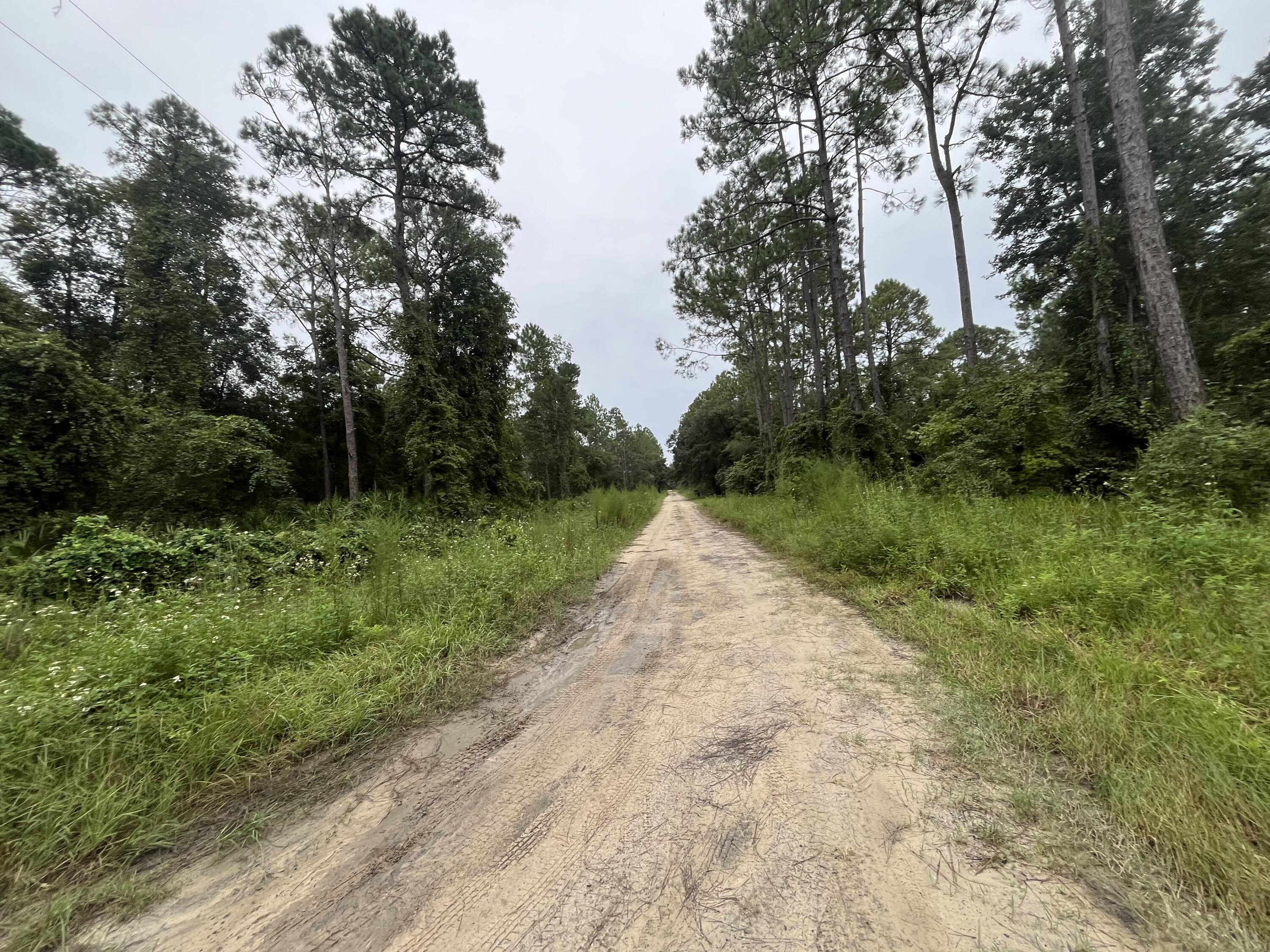 0 Hickory Nut Trail Satsuma, FL 32189 - Photo 6 of 8 IMG_4031