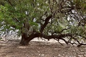 $545,000 | 1050 County Road 258, Santa Anna, TX 76878