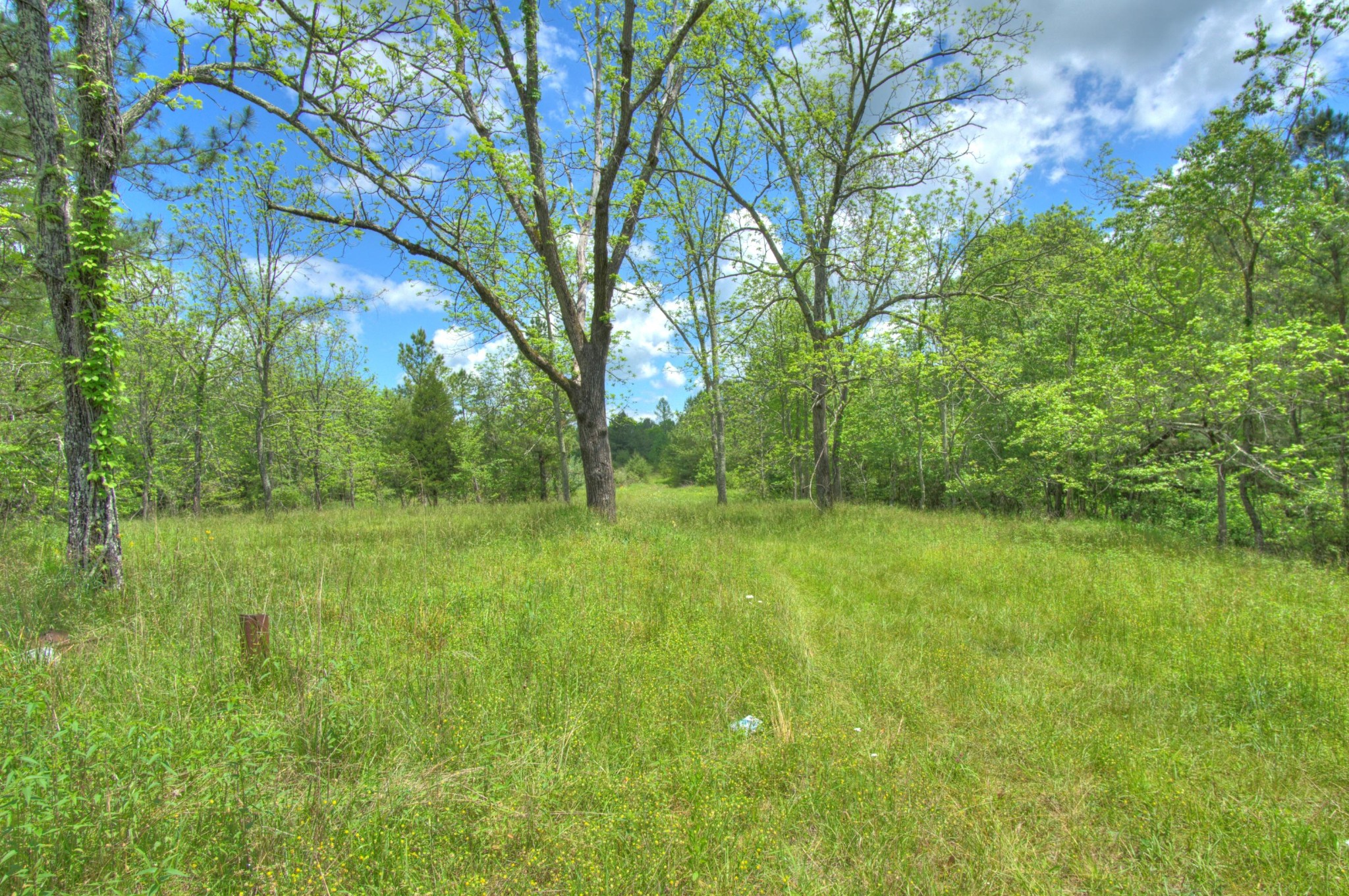 0 Jim McGill Road Sunbright, TN 37872 - Photo 1 of 40 Gallery Image 1