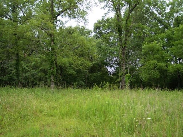0 Jim McGill Road Sunbright, TN 37872 - Photo 23 of 40 Gallery Image 23