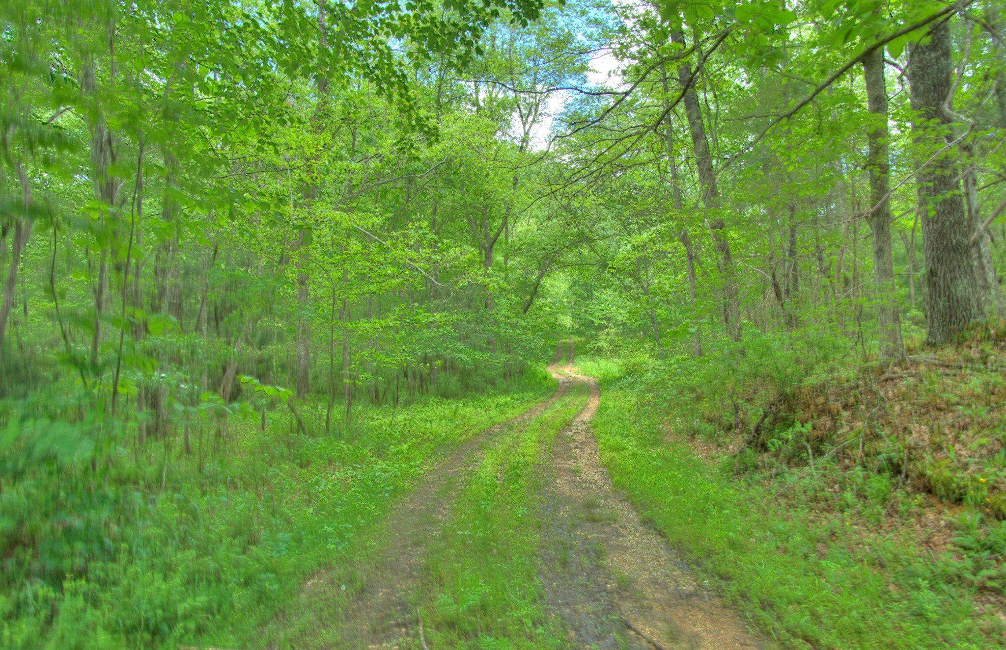 0 Jim McGill Road Sunbright, TN 37872 - Photo 31 of 40 Gallery Image 31