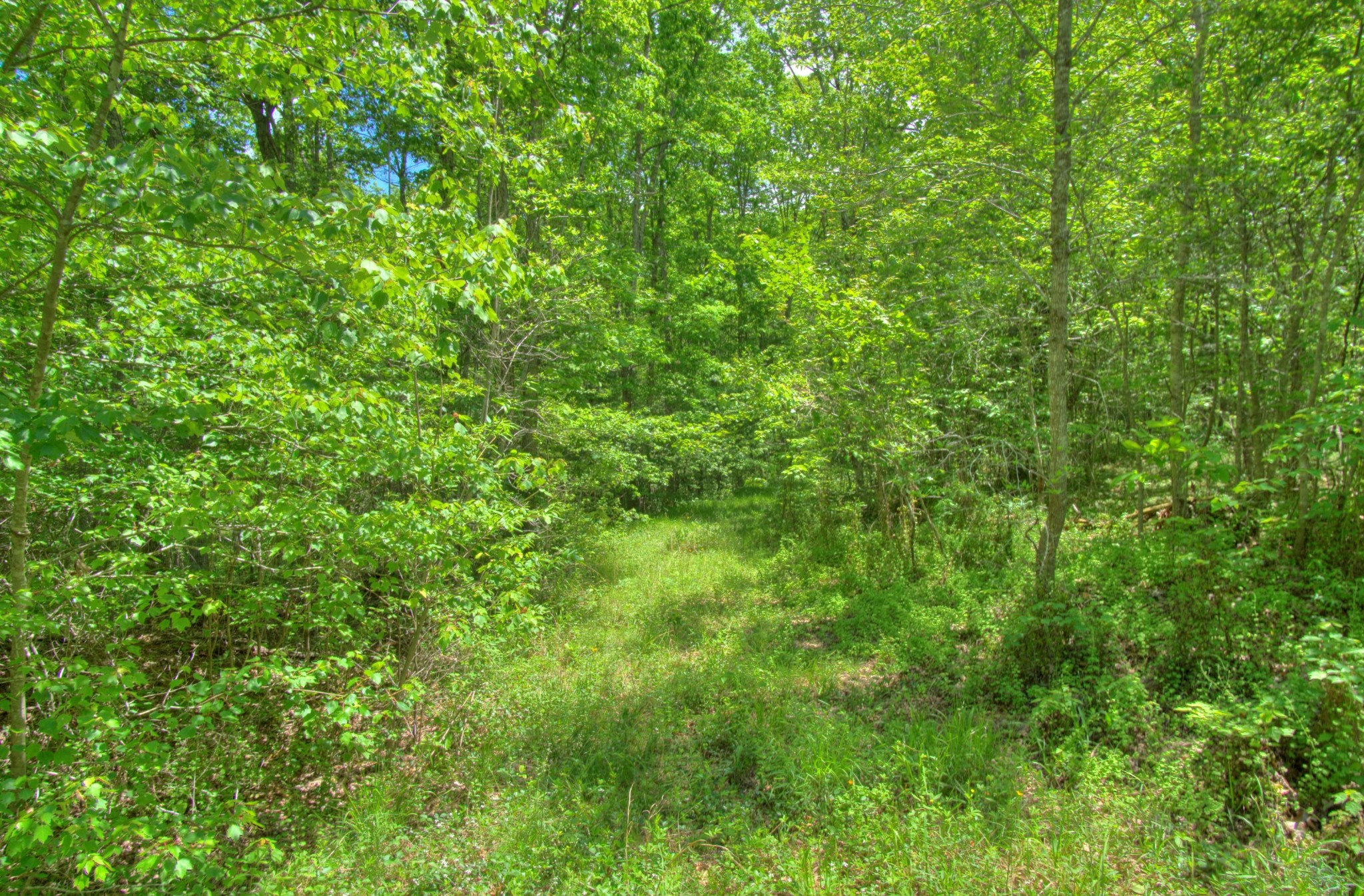 0 Jim McGill Road Sunbright, TN 37872 - Photo 36 of 40 Gallery Image 36