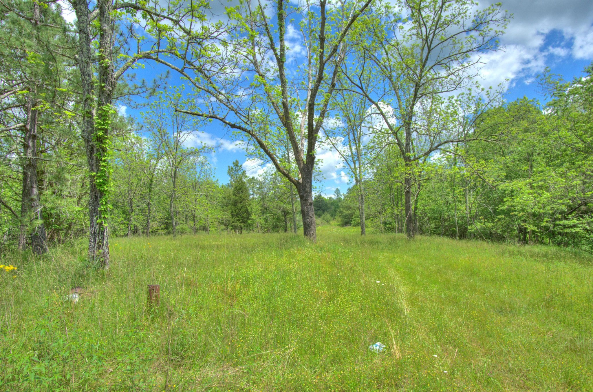 0 Jim McGill Road Sunbright, TN 37872 - Photo 5 of 40 Gallery Image 5