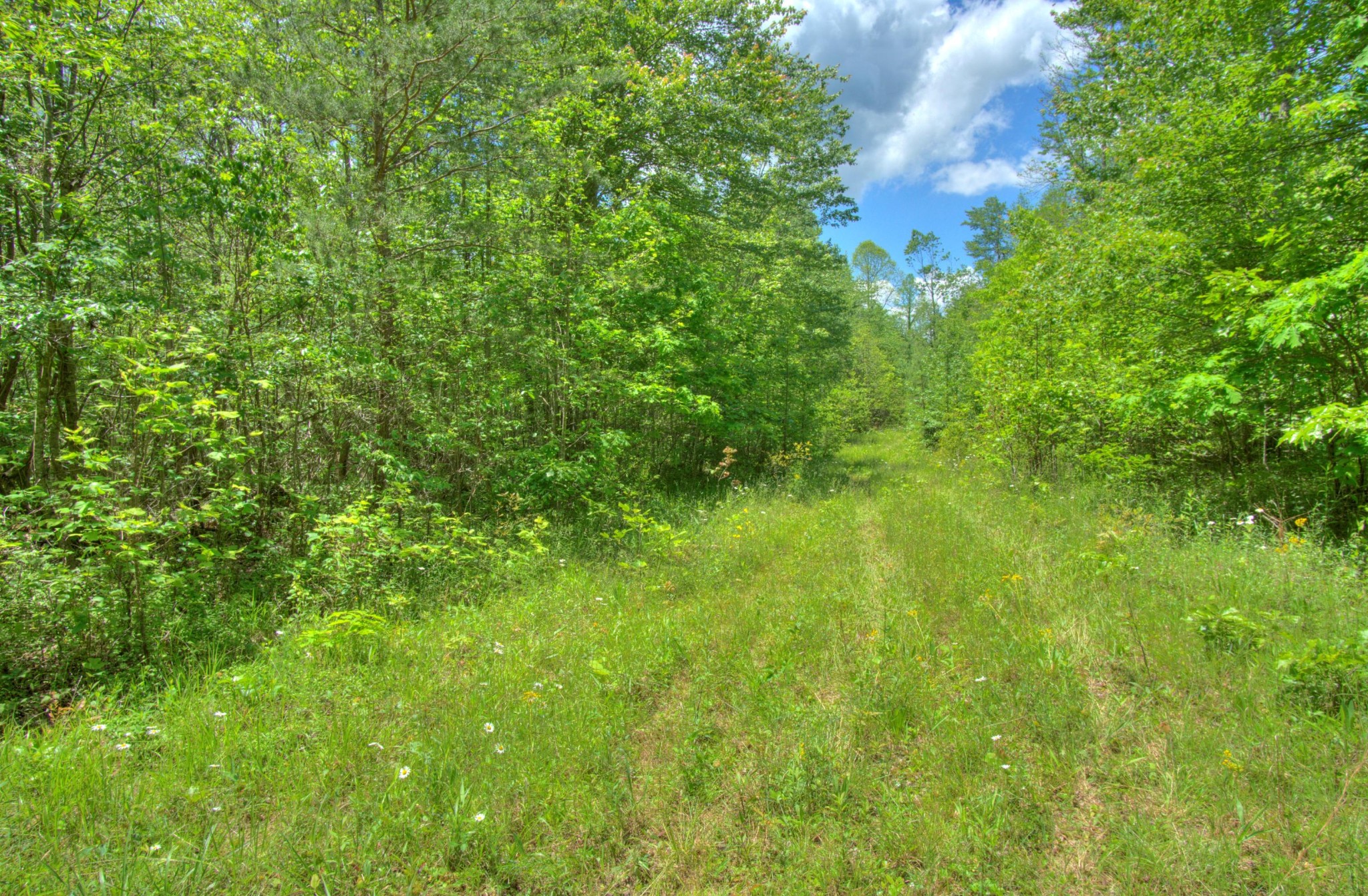 0 Jim McGill Road Sunbright, TN 37872 - Photo 8 of 40 Gallery Image 8