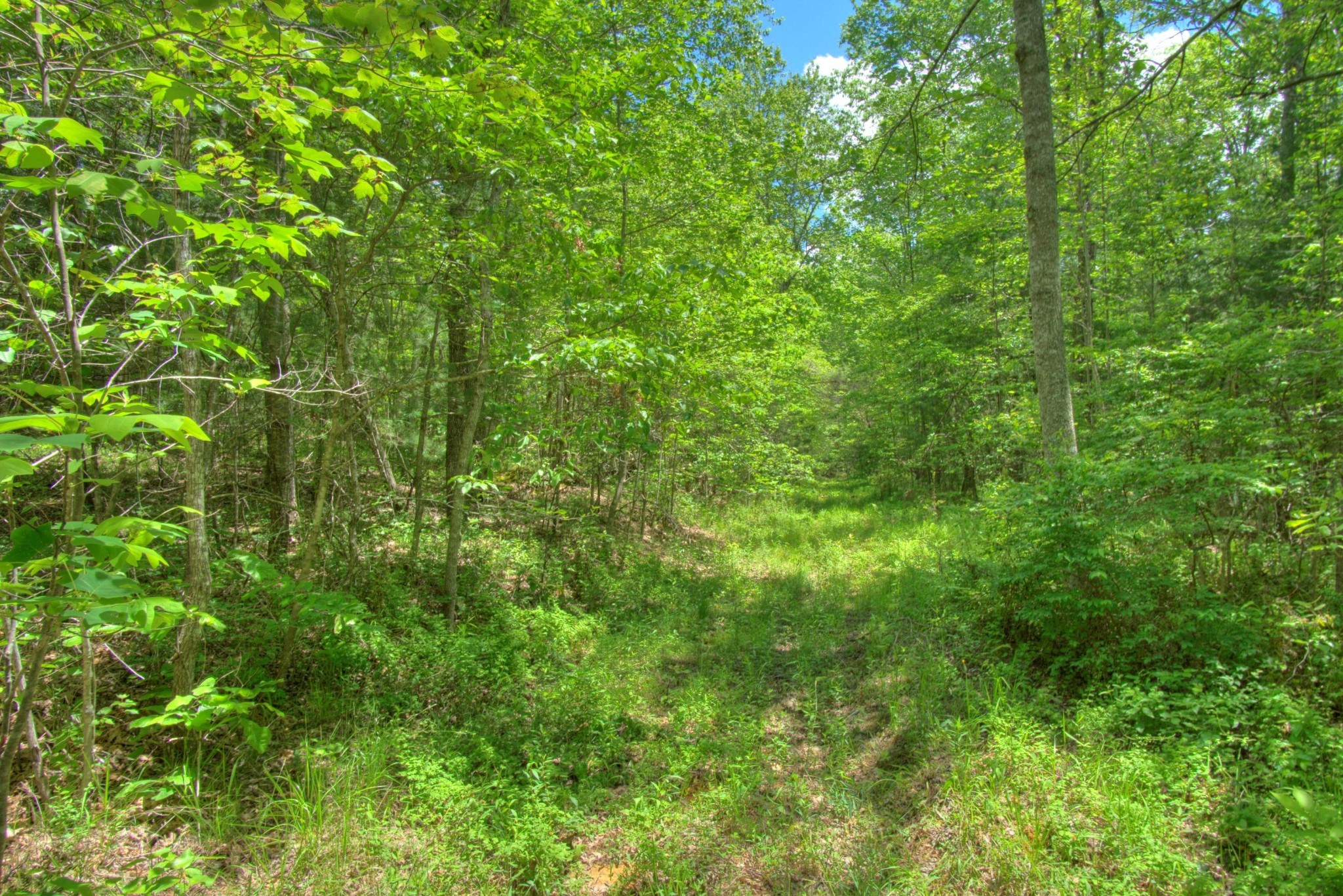 0 Jim McGill Road Sunbright, TN 37872 - Photo 9 of 40 Gallery Image 9