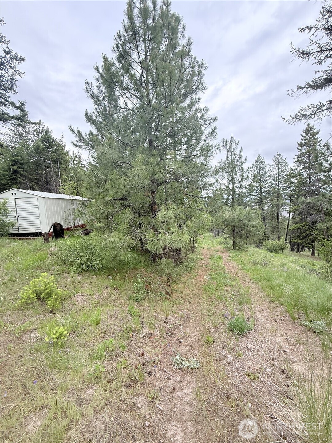 0 Broken Spoke Road Tonasket, WA 98855 - Photo 9 of 39 a view of a yard with trees