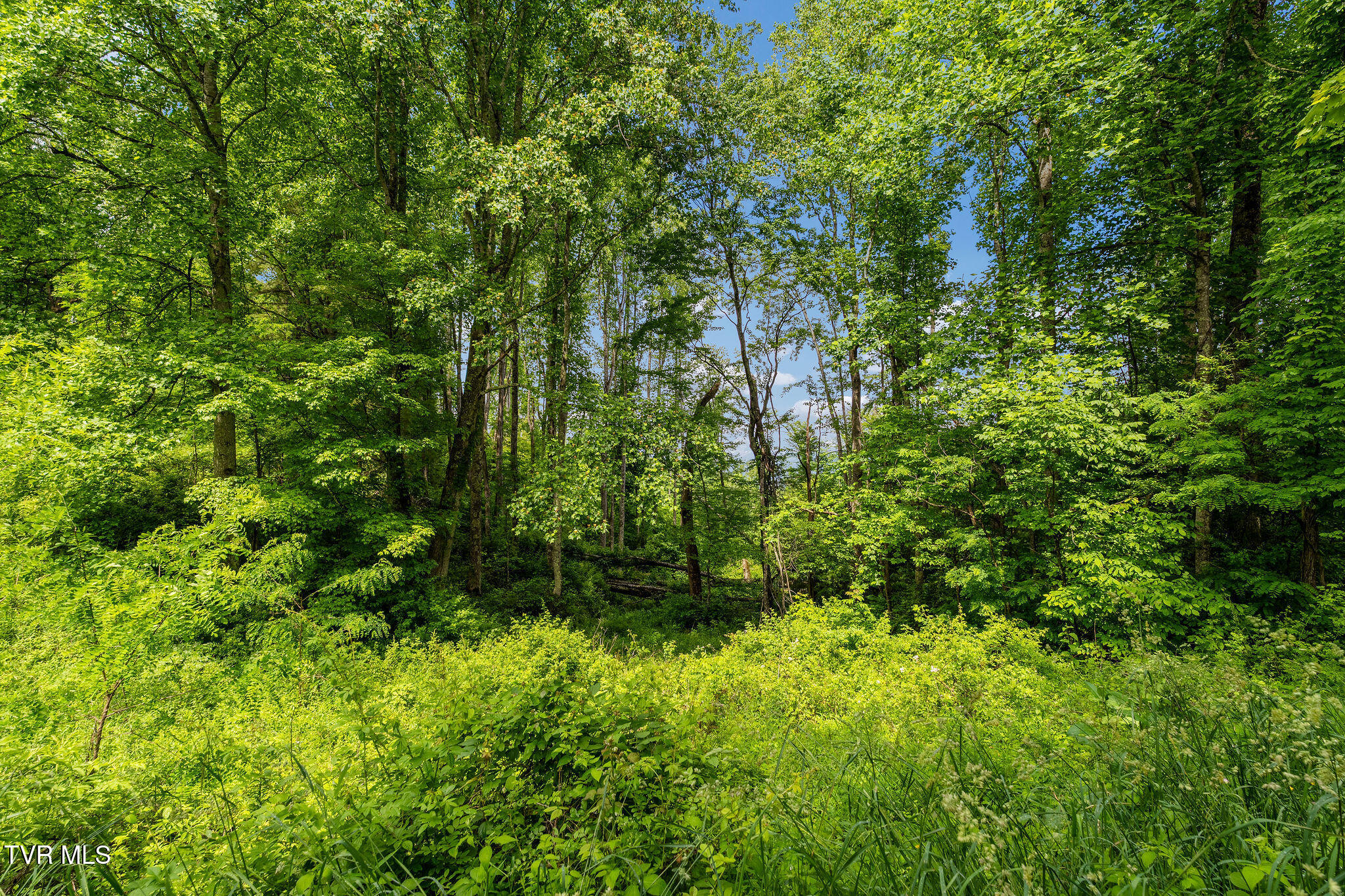 Tbd Walnut Mountain Road Butler, TN 37640 - Photo 27 of 36 DSC04466