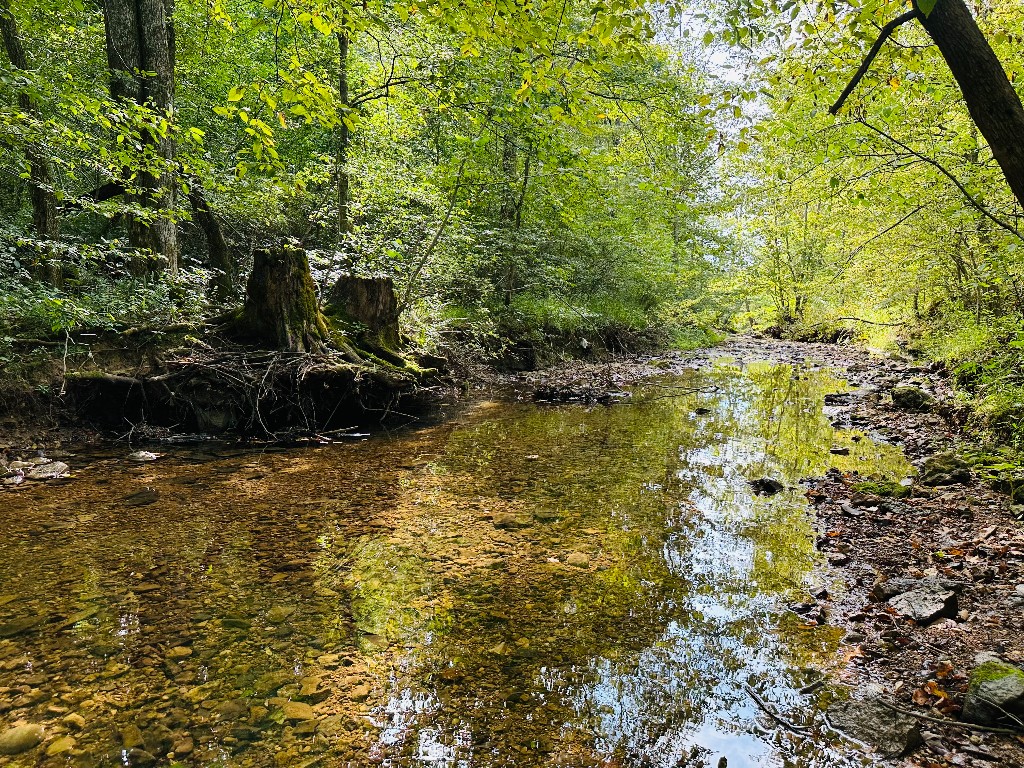 0 Barbeque Road Dickson, TN 37055 - Photo 12 of 17 a backyard of a house with lots of green space