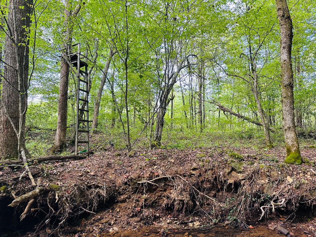 0 Barbeque Road Dickson, TN 37055 - Photo 5 of 17 a view of backyard with green space