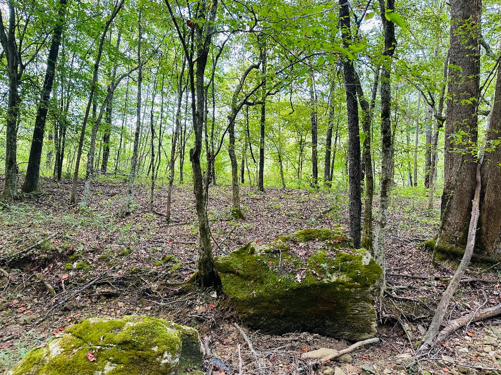 0 Barbeque Road Dickson, TN 37055 - Photo 7 of 17 a view of backyard with green space