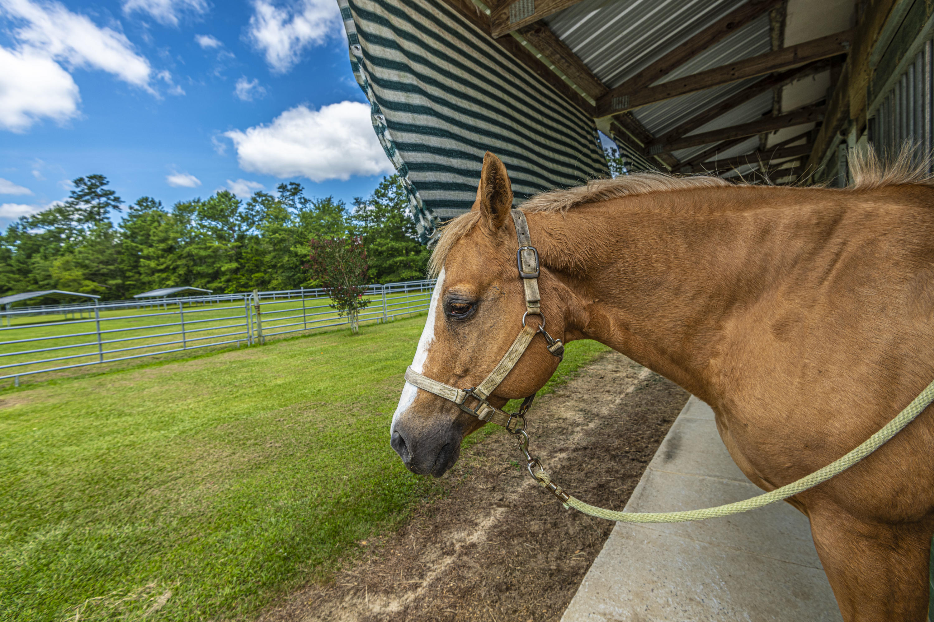 365 Mims Road Harleyville, SC 29448 - Photo 62 of 100 DSC_2593