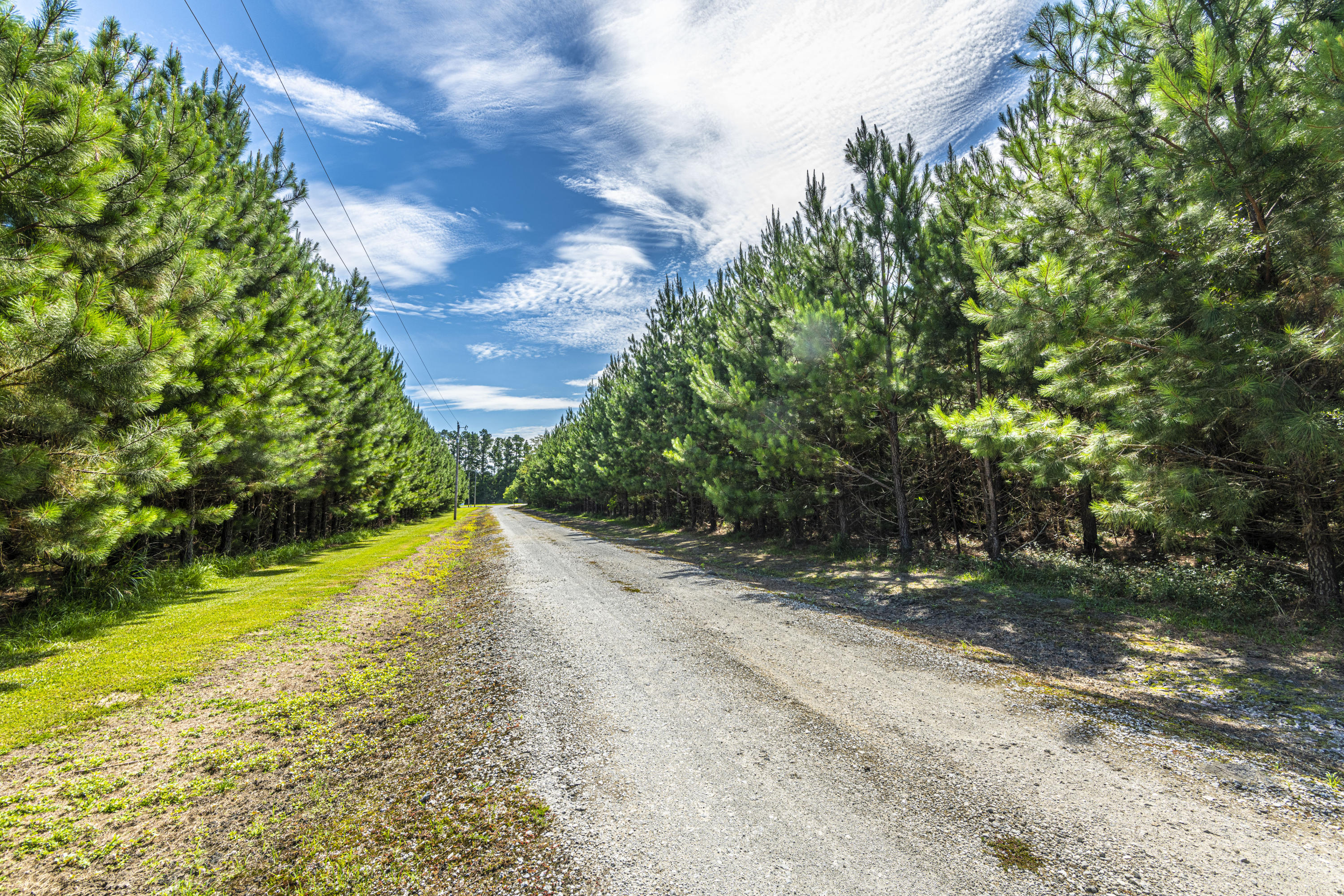 365 Mims Road Harleyville, SC 29448 - Photo 83 of 100 DSC_2495