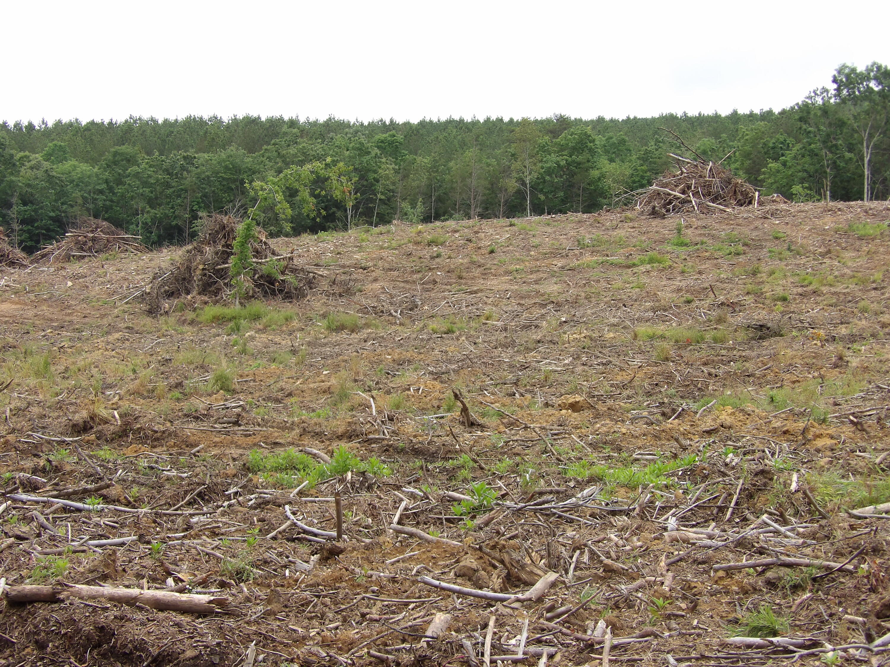 Lot 8 Hughes Cemetery Road Evensville, TN 37332 - Photo 11 of 15 100_1584