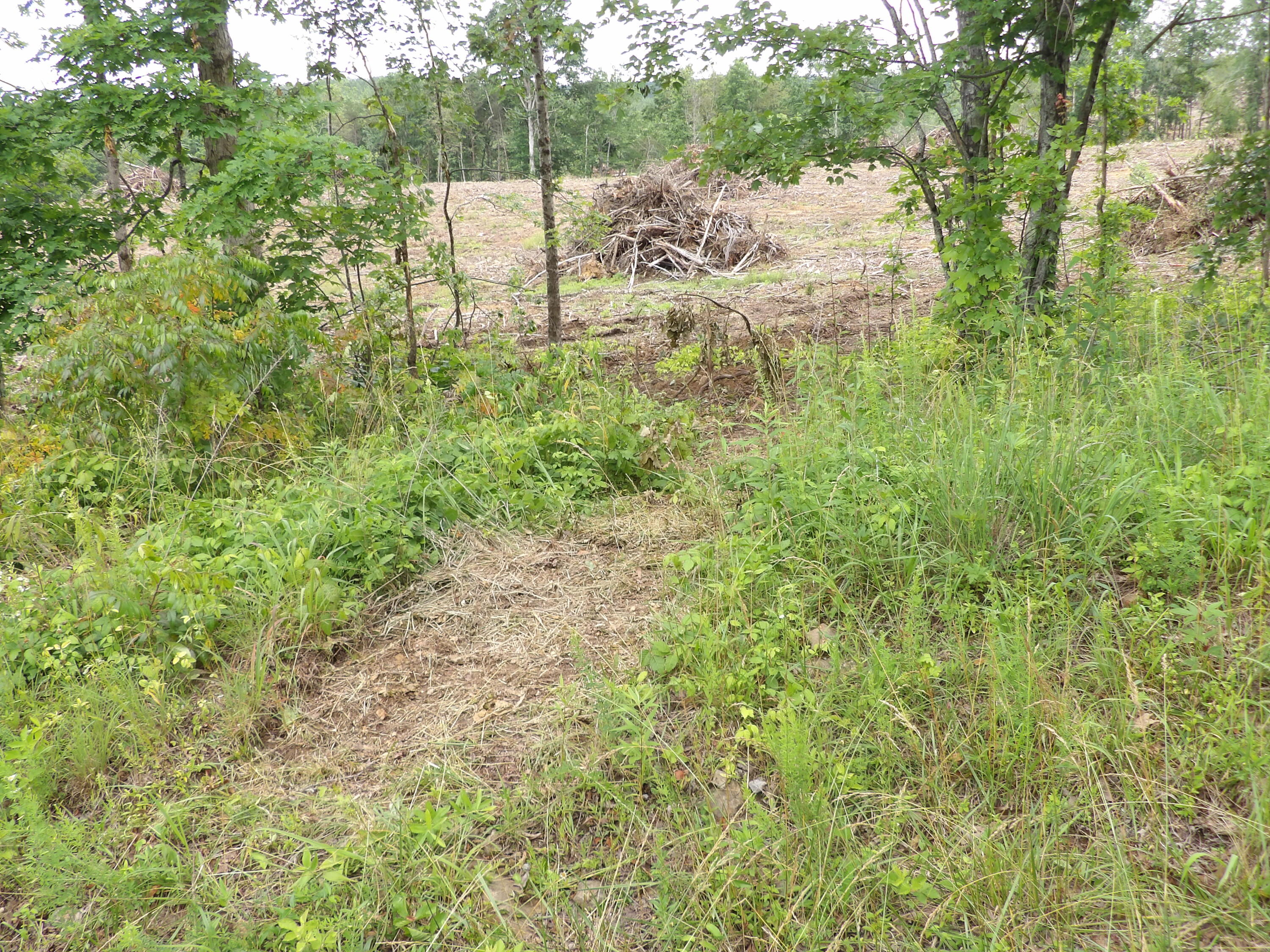 Lot 8 Hughes Cemetery Road Evensville, TN 37332 - Photo 13 of 15 100_1586