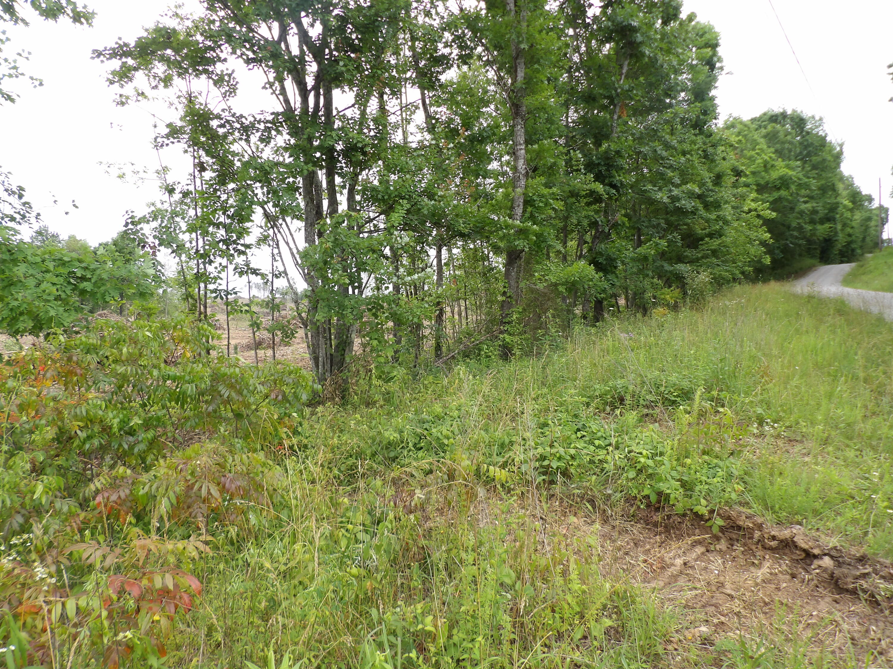 Lot 8 Hughes Cemetery Road Evensville, TN 37332 - Photo 6 of 15 100_1578