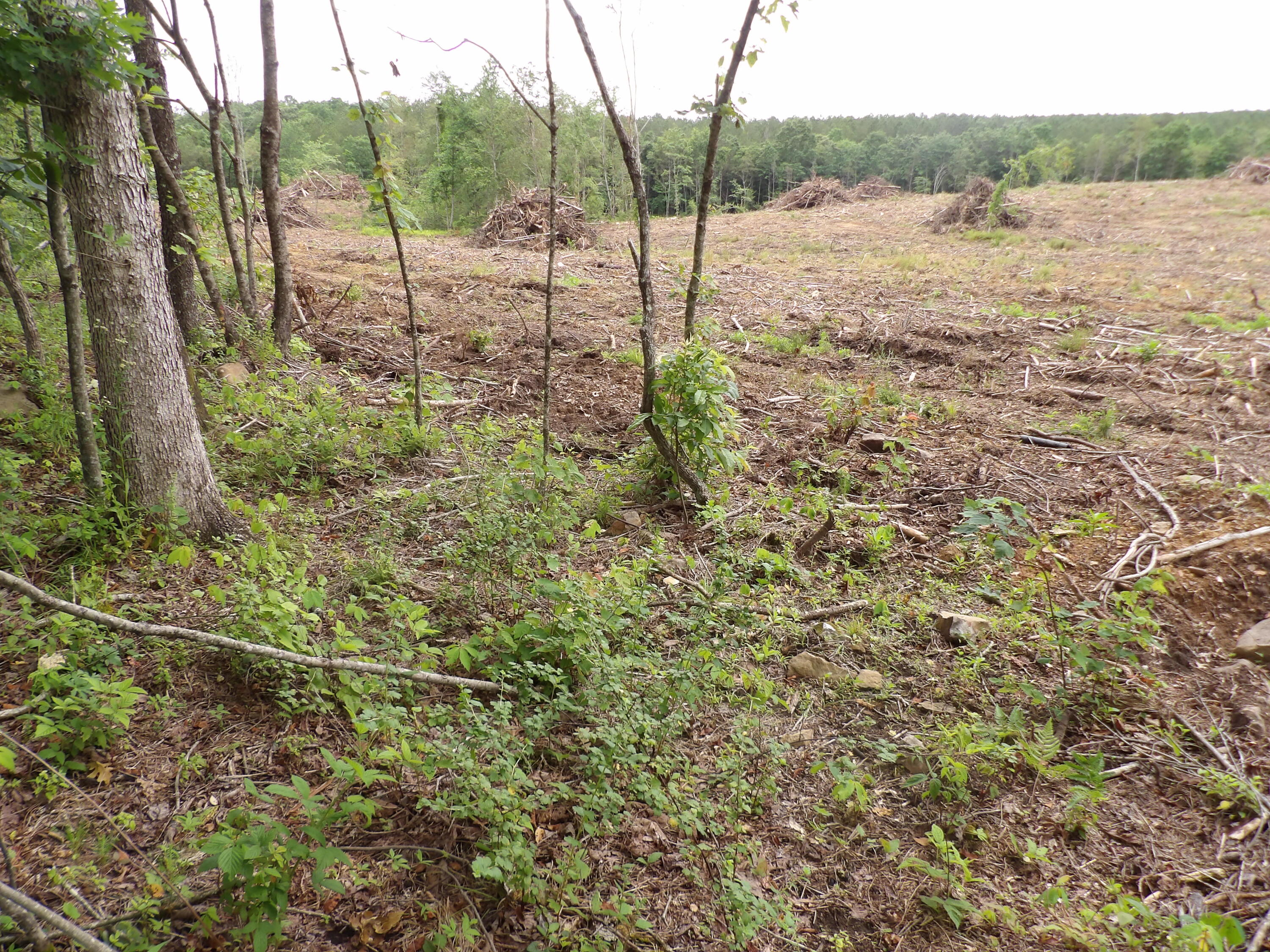 Lot 8 Hughes Cemetery Road Evensville, TN 37332 - Photo 9 of 15 100_1582