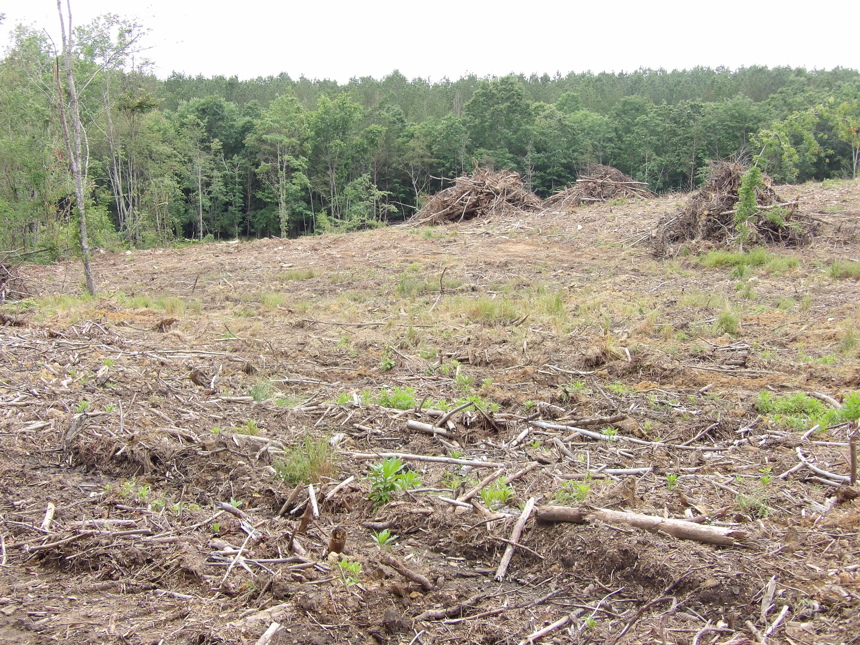 Lot 8 Hughes Cemetery Road Evensville, TN 37332 - Photo 10 of 15 100_1583