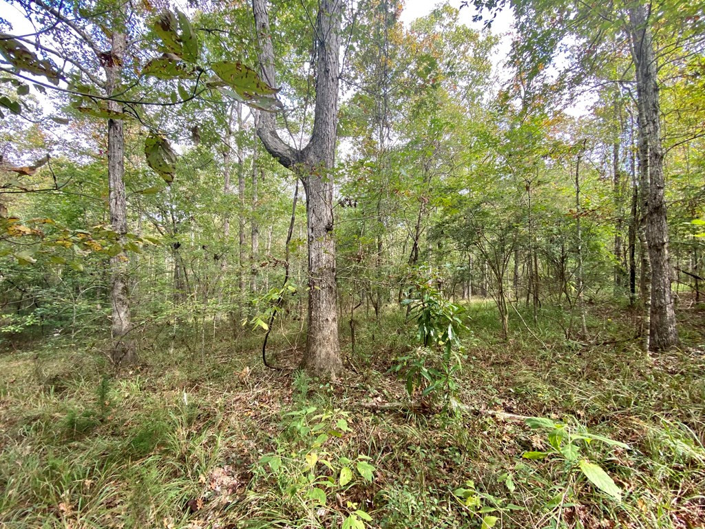 Tbd Taylor Hill Road Braxton, MS 39044 - Photo 11 of 19 Photo 11
