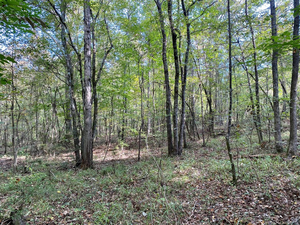 Tbd Taylor Hill Road Braxton, MS 39044 - Photo 12 of 19 Photo 12