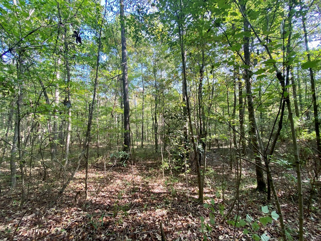 Tbd Taylor Hill Road Braxton, MS 39044 - Photo 15 of 19 Photo 15