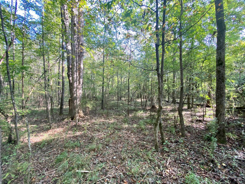 Tbd Taylor Hill Road Braxton, MS 39044 - Photo 16 of 19 Photo 16