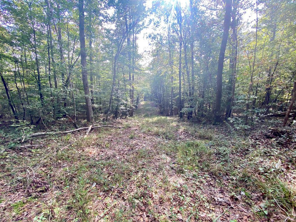 Tbd Taylor Hill Road Braxton, MS 39044 - Photo 2 of 19 Photo 2