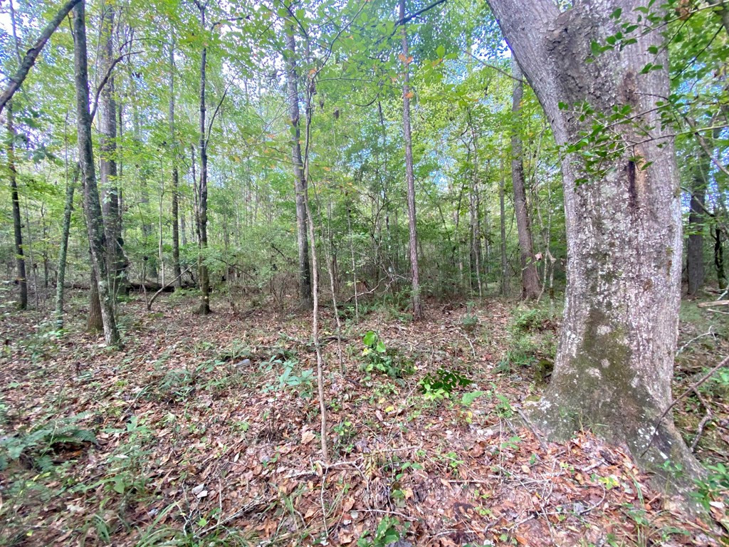 Tbd Taylor Hill Road Braxton, MS 39044 - Photo 4 of 19 Photo 4