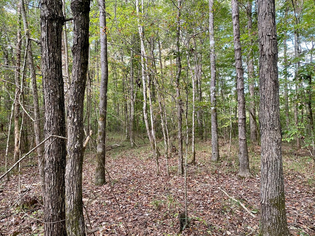Tbd Taylor Hill Road Braxton, MS 39044 - Photo 5 of 19 Photo 5