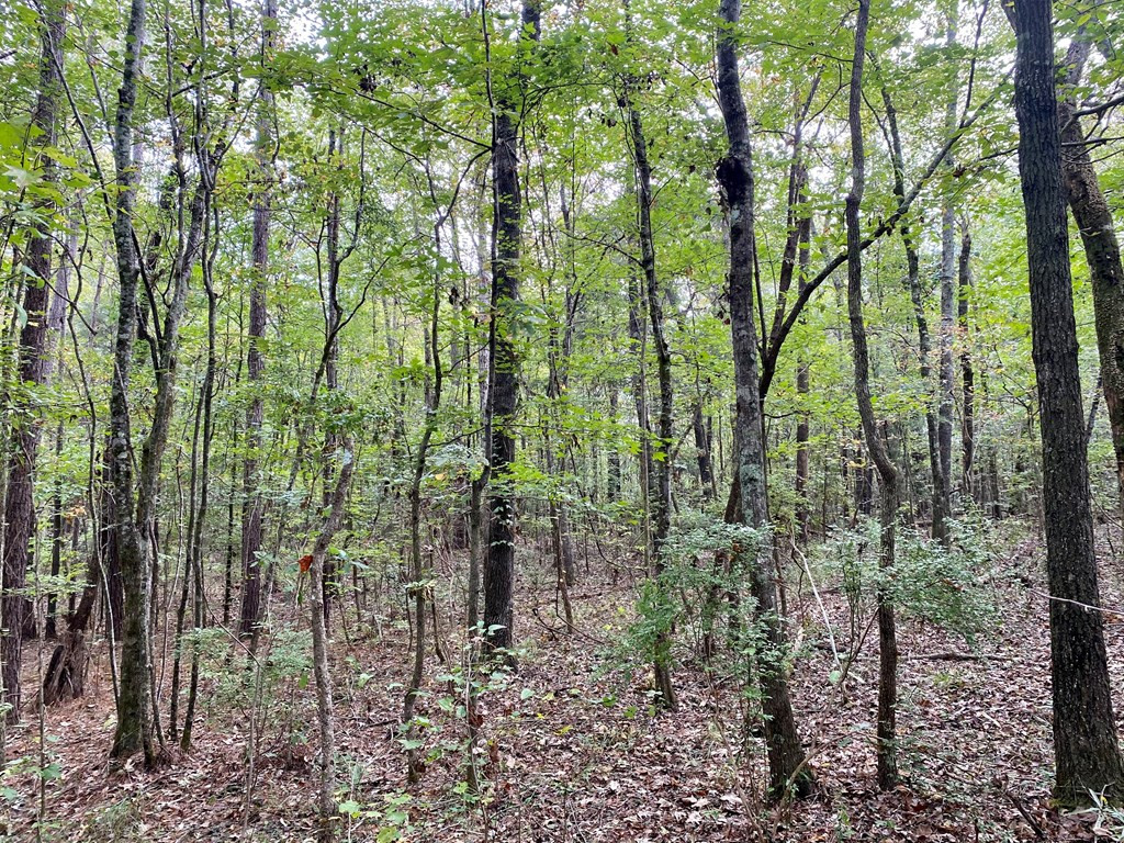 Tbd Taylor Hill Road Braxton, MS 39044 - Photo 6 of 19 Photo 6