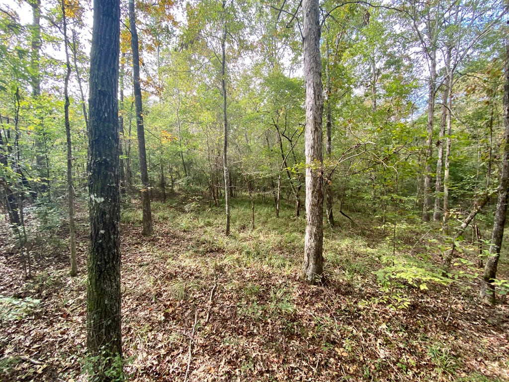 Tbd Taylor Hill Road Braxton, MS 39044 - Photo 7 of 19 Photo 7