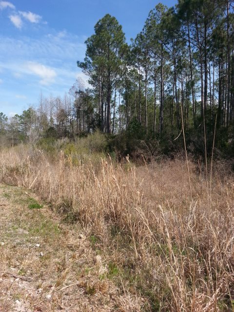 West Boundry Road Mayo, FL 32066 - Photo 5 of 5 Gallery Image 5