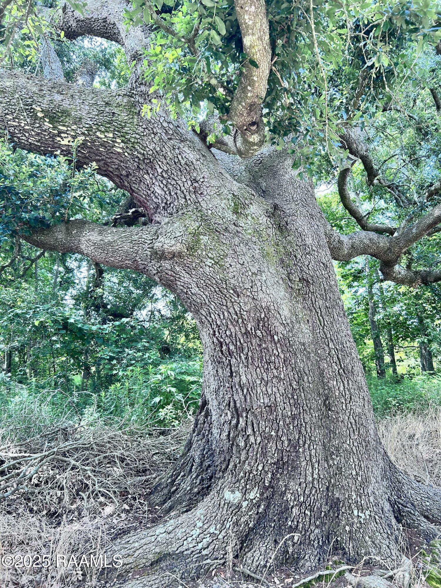 Tbd Sonnier Road, Unit 3E Church Point, LA 70525 - Photo 8 of 9 IMG_1731