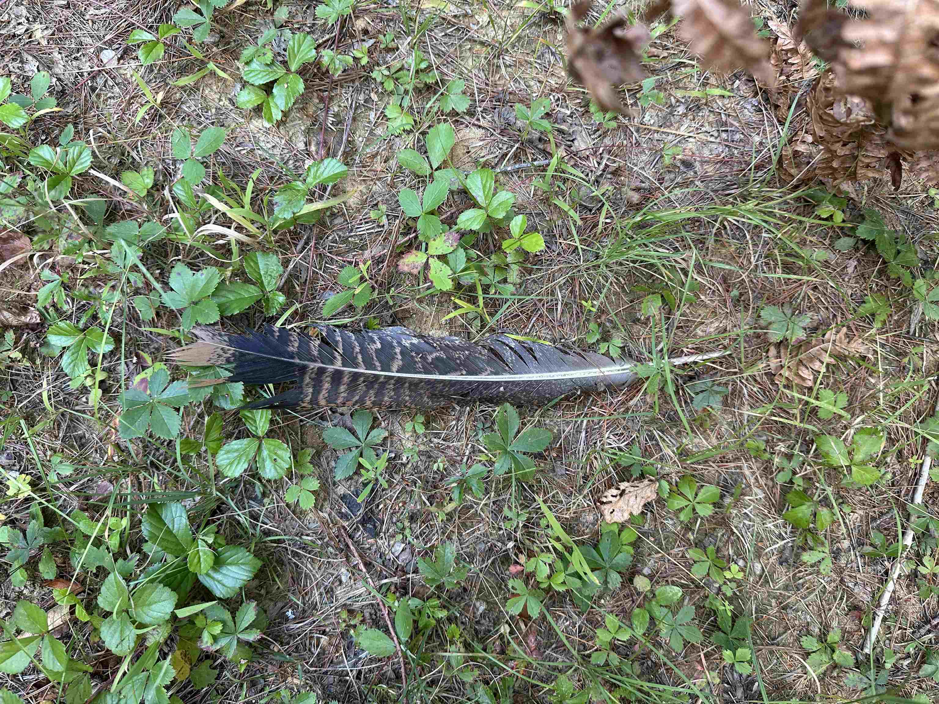 81 Parish Hill Road Newfane, VT 05351 - Photo 30 of 59