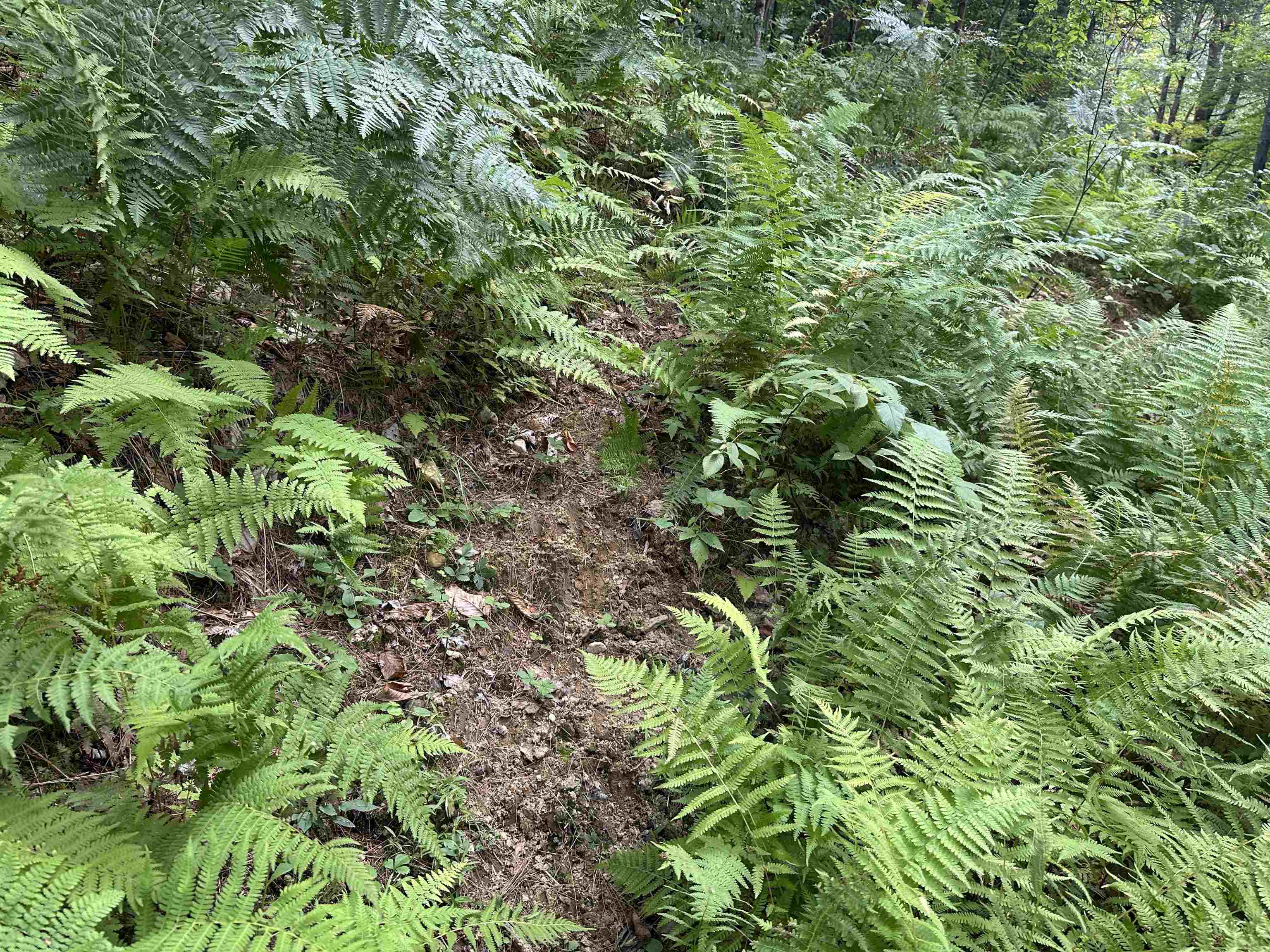 81 Parish Hill Road Newfane, VT 05351 - Photo 31 of 59