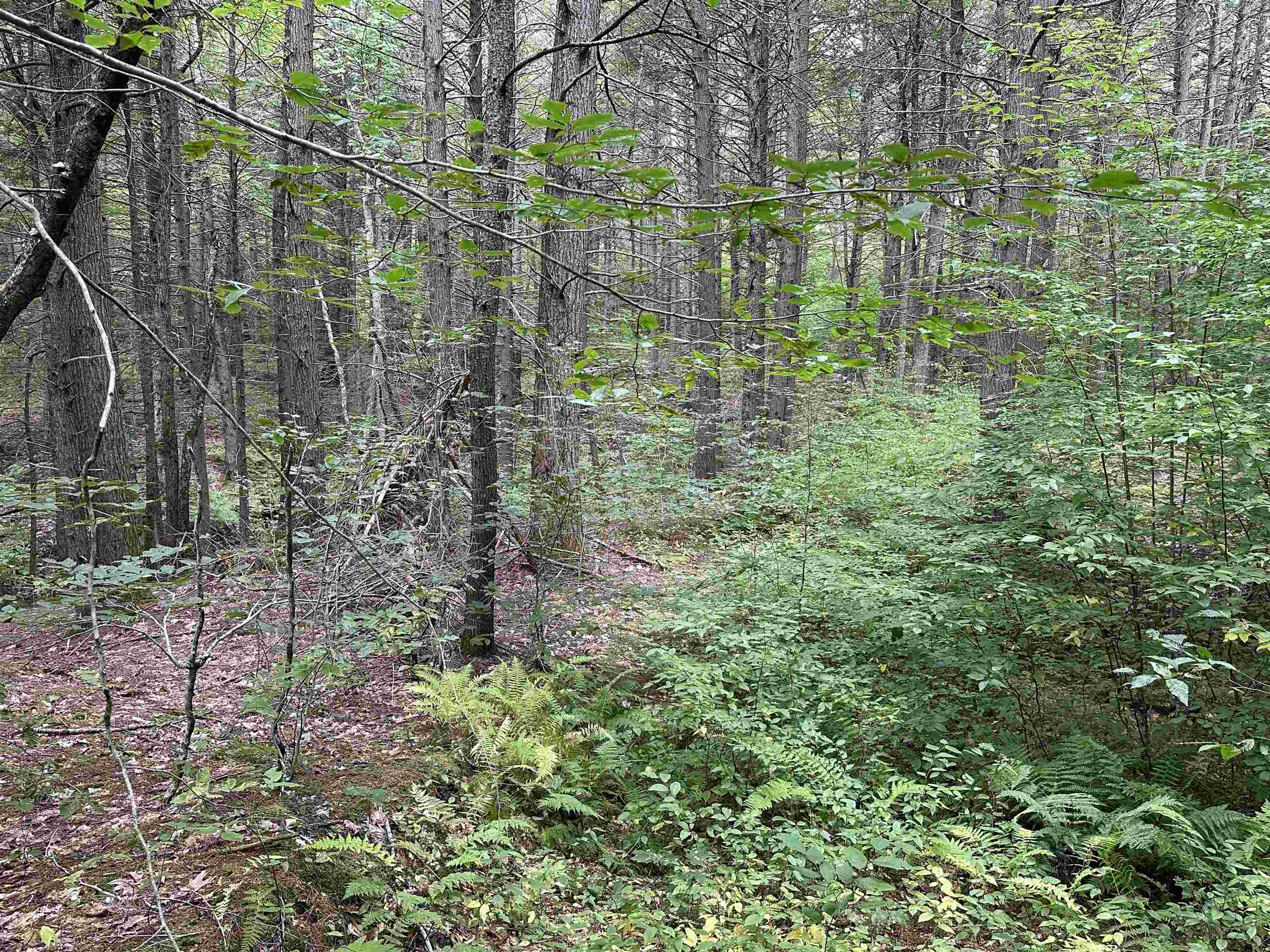 81 Parish Hill Road Newfane, VT 05351 - Photo 35 of 59