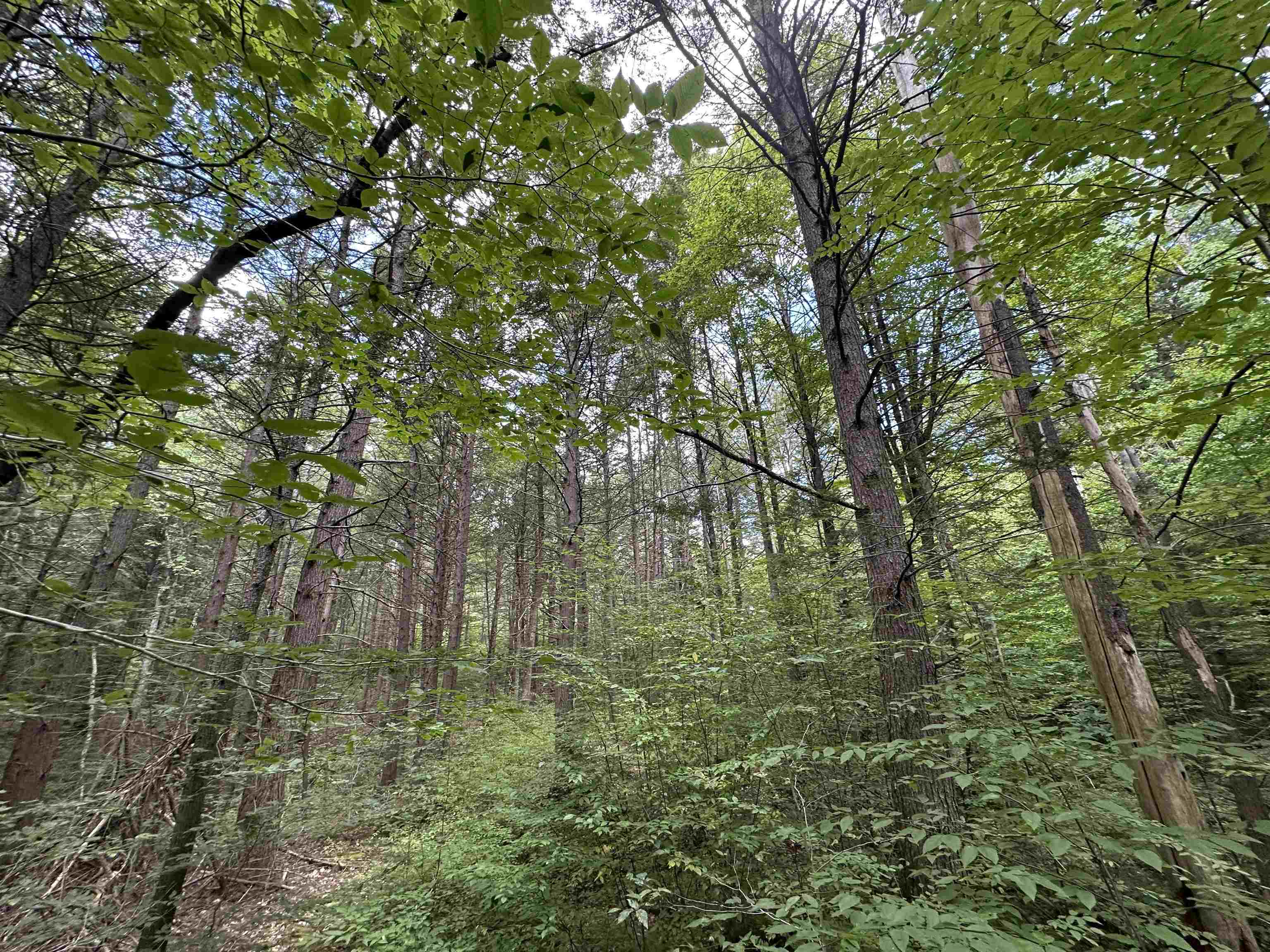 81 Parish Hill Road Newfane, VT 05351 - Photo 36 of 59