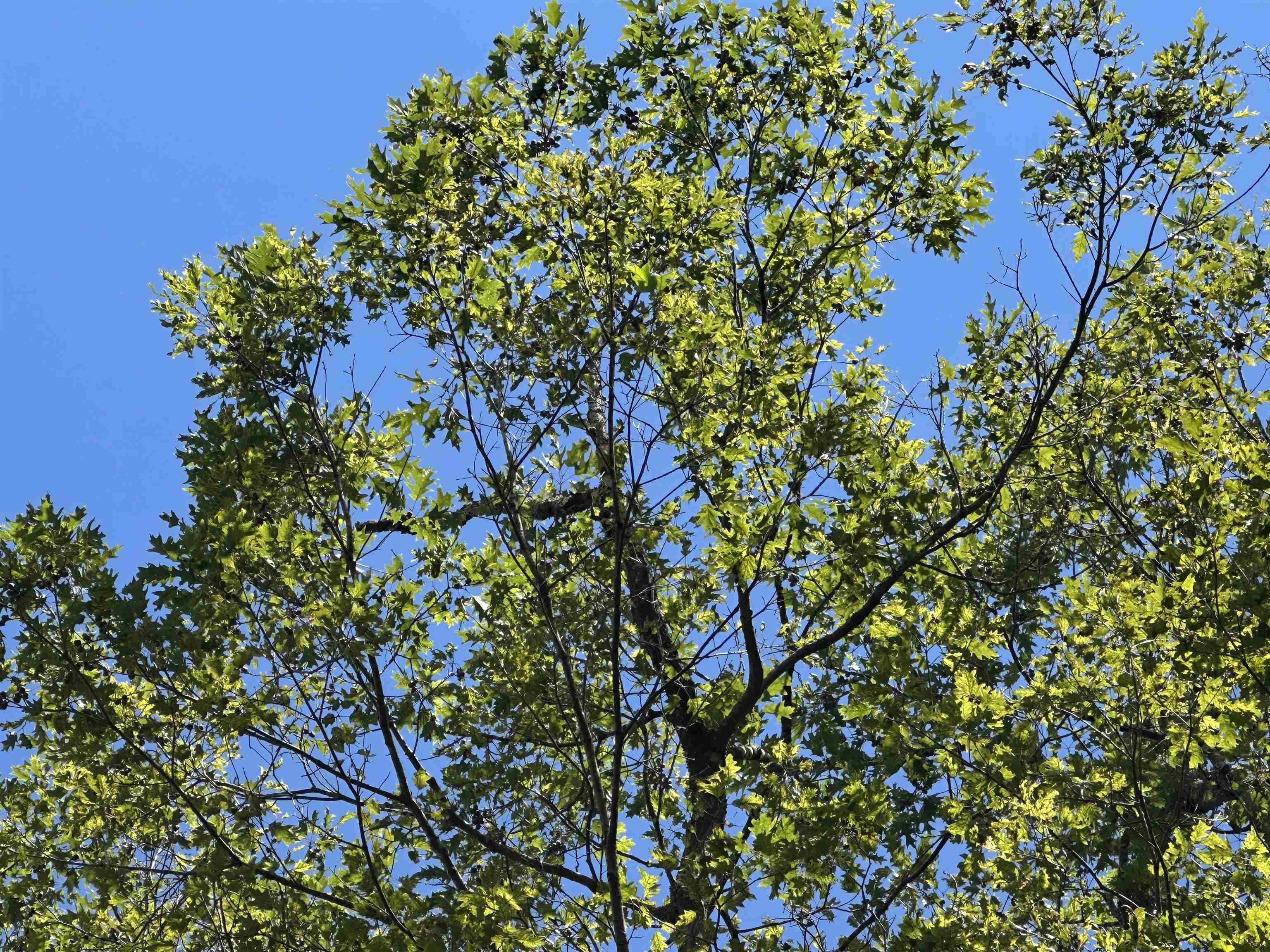 81 Parish Hill Road Newfane, VT 05351 - Photo 47 of 59