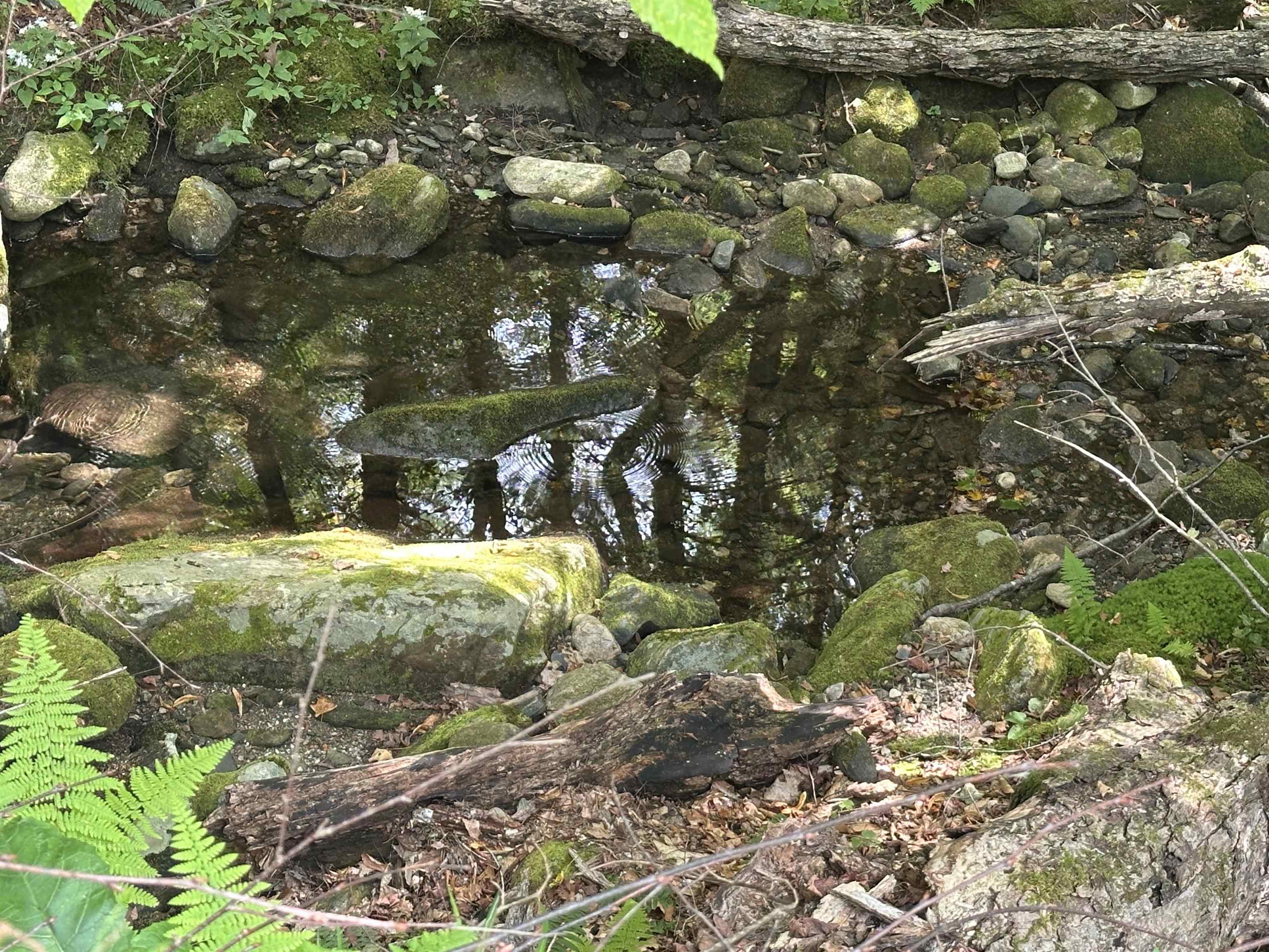 81 Parish Hill Road Newfane, VT 05351 - Photo 48 of 59