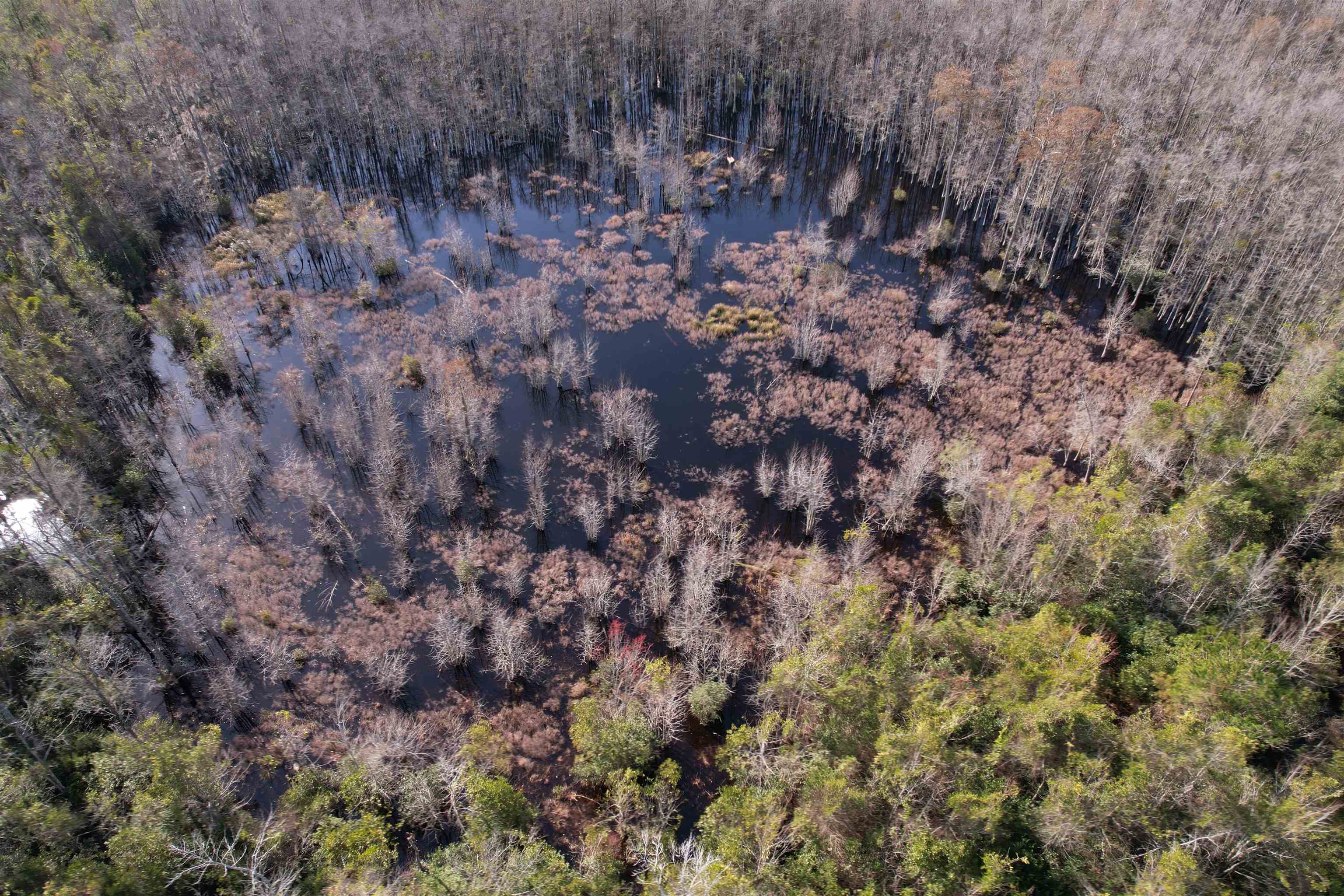 Tbd I M Graham Road Kingstree, SC 29556 - Photo 2 of 9