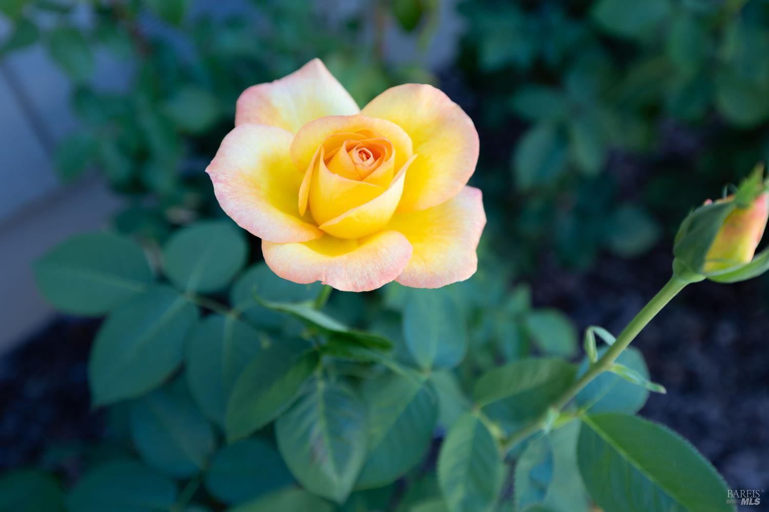 2429 Lemur Street Santa Rosa, CA 95401 - Photo 42 of 53