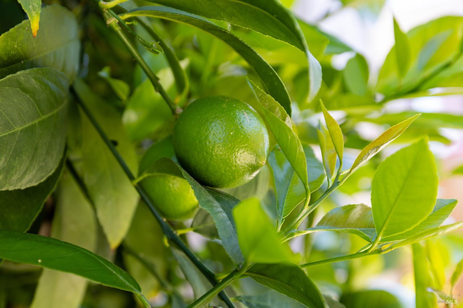 2429 Lemur Street Santa Rosa, CA 95401 - Photo 45 of 53