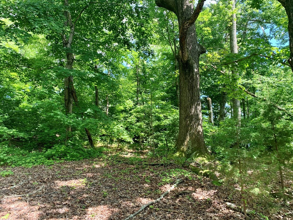 0 Red Cloud Trail Spring City, TN 37381 - Photo 37 of 49