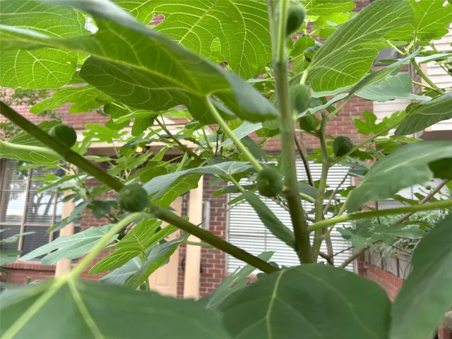 a front view of a house with glass windows and plants