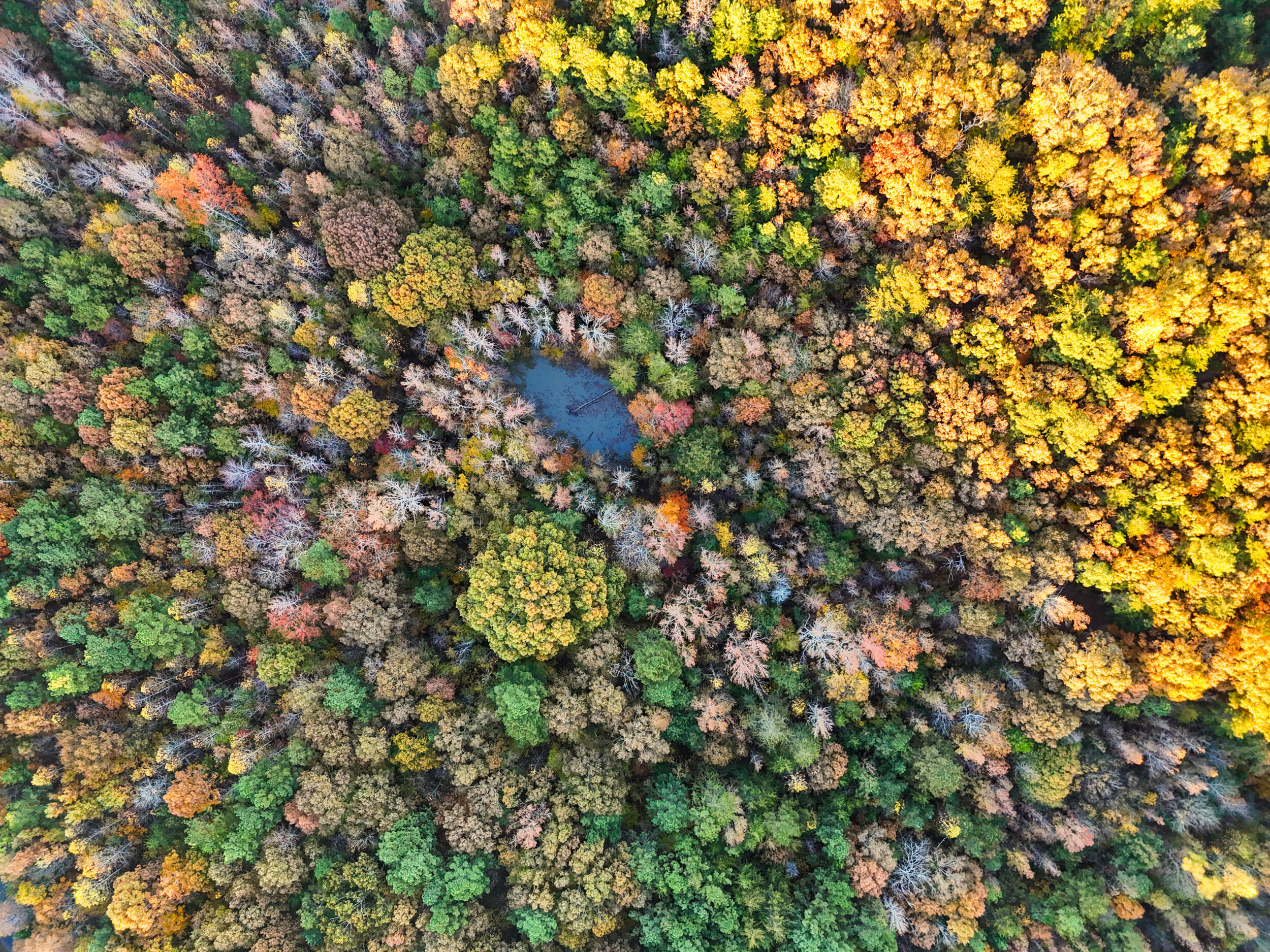 0 Tarvin Road Rock Spring, GA 30739 - Photo 14 of 16 dji_20251107061432_0723_d